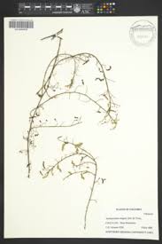 Image result for Aeschynomene bullockii