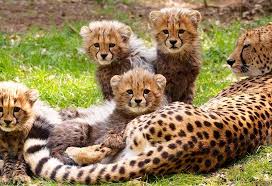 274 questions and answers about 'animals for kids' in our 'topics for kids' category. Interesting Information Facts About Cheetah For Kids