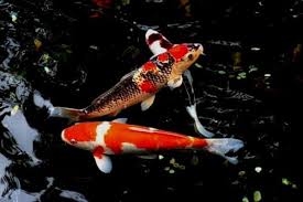 Below you will find steps that need to be taken to help ensure your pond is healthy and ready for fish. How To Add Fish To A Backyard Pond Water Garden Advice