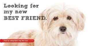Does the san diego zoo allow dogs? Second Chance Dog Rescue San Diego