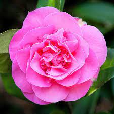 Camellia X Williamsii Debbie X 1 Small Plant Ask For Combined Postage Ebay Flores Folhagem