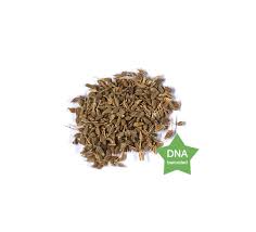 Image result for Pimpinella afra