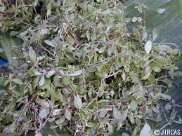 Image result for Glinus