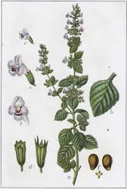 Image result for Clinopodium
