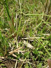 Image result for Kyllinga squamulata