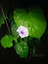 Image result for Ipomoea turbinata