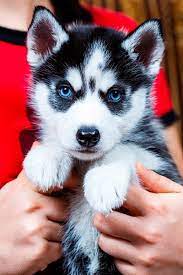 Siberian Husky Puppies For Sale In Illinois Cute Husky Puppies Husky Puppies For Sale Puppies With Blue Eyes