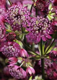 Image result for Astrantia majon `Abbey Road`