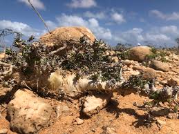 Image result for Commiphora kua