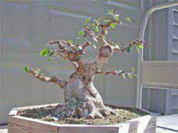 Explore a wide range of the best bonsai trunk on besides good quality brands, you'll also find plenty of discounts when you shop for bonsai trunk during big. Pin On Small Gardens