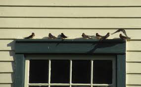 It is a distinctive passerine bird with blue upperparts and a long, deeply forked tail. A Bird S View From Winds Way Barn Swallows