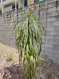 Image result for Fuirena stricta