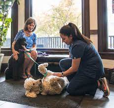 Lurie children's emergency room is located at our main hospital. Animal Hospital Chicago Veterinarian Veterinary Pet Clinic