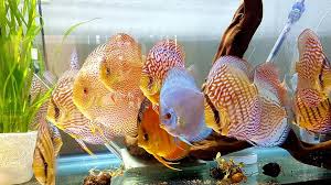 Types Of Discus Fish Live Tropical Fish