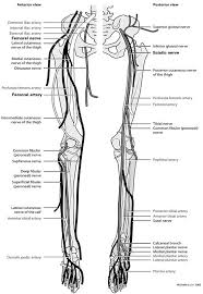 These muscles provide posture and stability to the body by holding the vertebral column erect and adjusting the position of the body to maintain balance. Peripheral Nerves And Arteries Of The Lower Extremity Orthopaedicsone Clerkship Human Anatomy And Physiology Anatomy And Physiology Nerve Anatomy