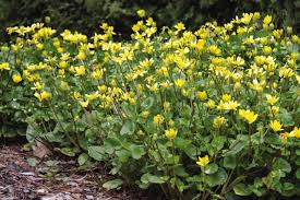 Adjustments to lawn care practices, including frequent watering and keeping grass cut short, can help control the spread of this weed. Aggressive Ground Covers May Really Be Invasive Weeds Oregonlive Com