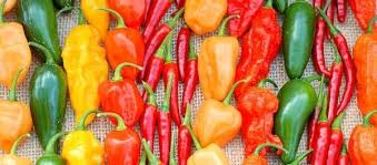 Varietà di peperoncino più piccante. Il Mio Orto Va A Fuoco Sono I Peperoncini Piu Piccanti Al Mondo