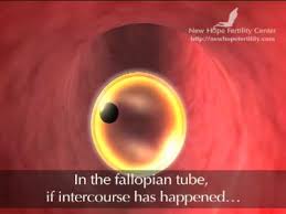 Follicle Development And Ovulation Youtube