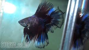 Ada yang budidaya ikan ini untuk sekedar hobi, ada juga yang untuk dijual. Kontes Ikan Cupang Digelar Di Kediri Pesertanya Dari Taiwan Hingga Amerika Surya