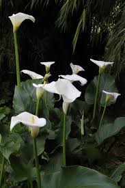 Image result for Zantedeschia aethiopica