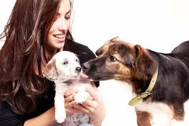 Help My Dog Is Jealous Of The New Puppy What Should I Do