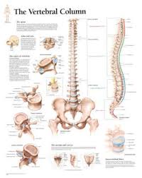 Laminated Vertebral Column Educational Chart Poster