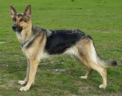 That's why they're the only german shepherd breed you'll see in any kind of dog show. Short Haired German Shepherd Guide Glamorous Dogs