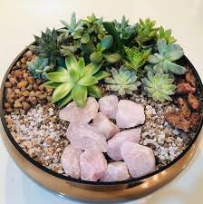 How much water do cacti need? How Often To Water A Cactus Essential Guide Succulent City