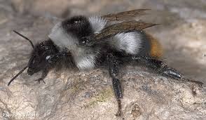 Image result for Bombus sylvarum