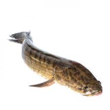 Check spelling or type a new query. Infomina 7 Langkah Pemijahan Buatan Ikan Gabus