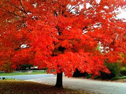 The red sunset maple is larger than the october glory maple and that's the first thing that sets them apart. October Glory Maple Mapio Net