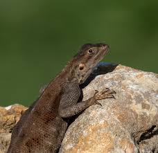 Image result for Fadogia arenicola