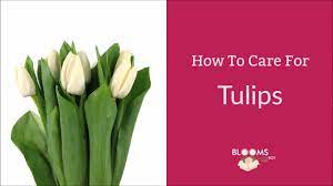 Water your tulips once planted. How To Care For Tulips Youtube
