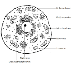 Animal Cells Do Not Have Cell Walls Biological Science Picture Directory Pulpbits Net