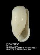 Image result for Secamone retusa