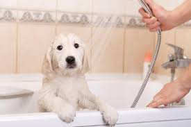 However, babies who are feverish or irritable in the days or weeks after a vaccination may not feel up to swimming for a few days, so you may prefer to wait. Can I Bathe My Dog After Vaccination Dog Sick After Shots