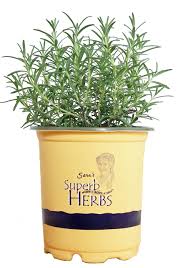 Image result for rosemary container