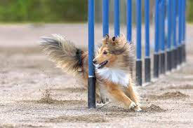 Gently brushing their coat once or twice a week is usually sufficient to remove loose hair and minimize shedding. Shetland Sheepdog Dog Breed Information