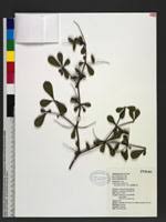 Image result for Terminalia boivinii