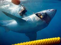 Normalweise erreicht ein weißer hai nur eine durchschnittsgröße von bis zu 4,5 meter. Weisse Haie Vor Sudafrika Und Plotzlich Ist Er Da Reise Gesellschaft Tagesspiegel