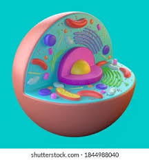 Check spelling or type a new query. 3d Animal Cell Model Structure Stock Illustration 1844988040