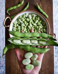 When finished, cut off stems and dig roots. How To Grow Use Fava Beans Broad Beans As Food Cover Crops Homestead And Chill