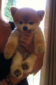 Teddy Bear Black And Brown Pomeranian Pin On Pomeranian Super Cute