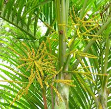 Image result for Dypsis lutescens