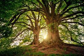 Naturtherapie - gute Idee! - Verde Gesund
