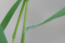 Image result for Bromus leptoclados
