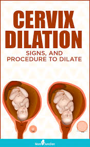 Cervix Dilation Signs And Procedure To Dilate Cervix Dilation Cervix Dilation Chart Cervix