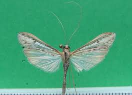 Image result for Euclasta