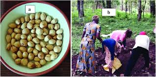 Image result for Myrianthus