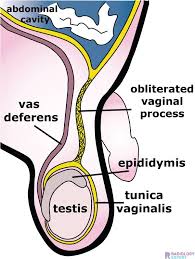 Image result for Scrotum